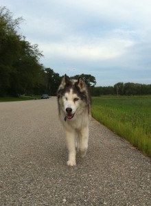 Sitka out for a walk August 17, 2010