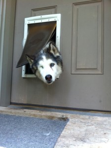 Sitka checking me out through his little window to the world.