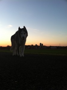 Giant Sitka