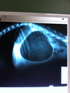 Sitka's x-ray: the two large dark blobs show his twisted stomach