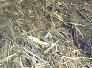 A Spring Peeper