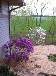 View out the front door - Rhododendron and Star Magnolia