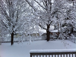 Snowy Morning in the Back Yard