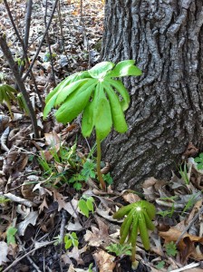 May Apples sprouting in March