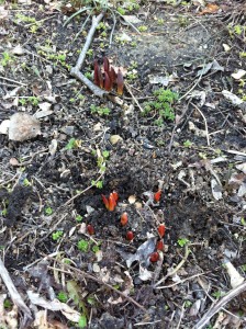 Tulips breaking through in the flower bed