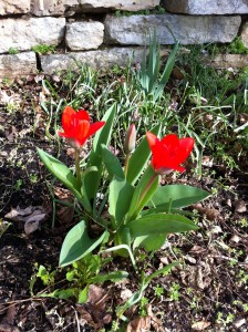 IMG_8729 First flowers at the new house