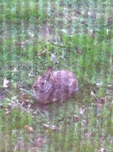 'Lefty' the bunny