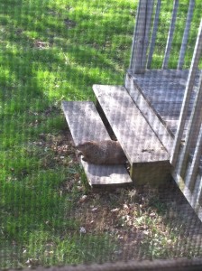 'Porky' the marmot apparently sunning itself on my deck step