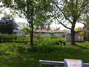 Backyard trees needed some serious trimming attention