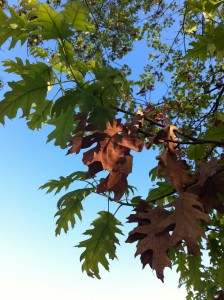 The red oak, still clinging to its spent foliage