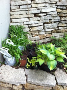 The haul from neighborhood plant sale - day lilies, ferns, and hostas