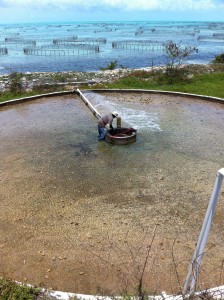 Onshore pond being drained and cleaned. The stone looking chunks are conch. There are 80 onshore ponds and 200 offshore ponds (in the background).