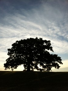 Majestic burr oak at the top of Ag Hill back lit by the sunrise 