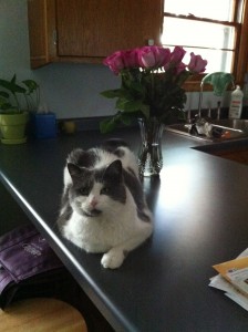 My new visitor: Princess Greyslip (aka, 'Kitty')