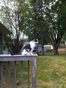 Visitor Kitty checking out the back yard